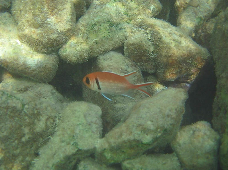 Red Bigeye Blackbar Soldierfish