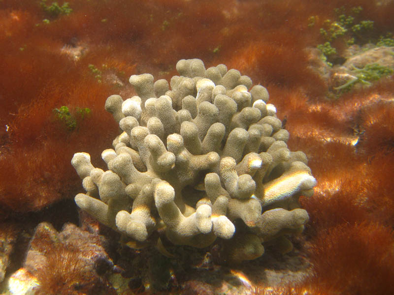 Prstov koral