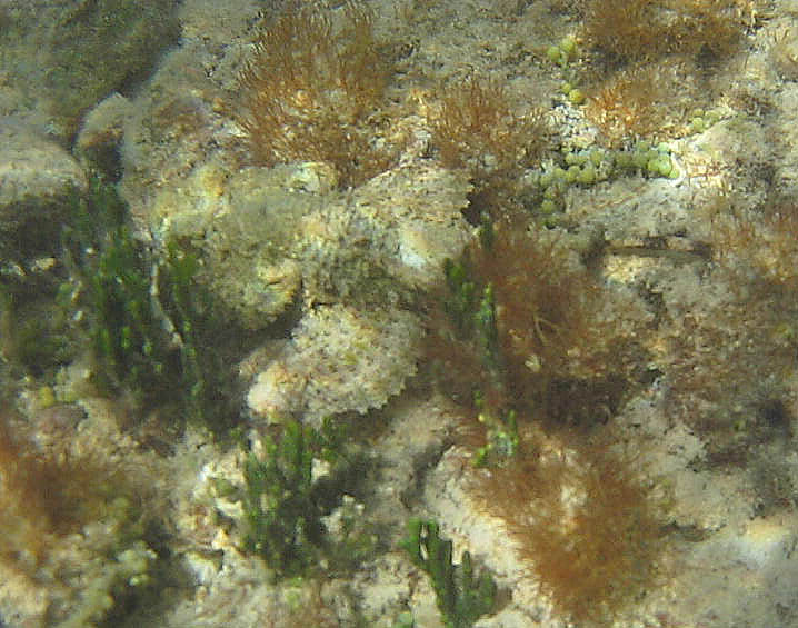 Spotted Scorpionfish