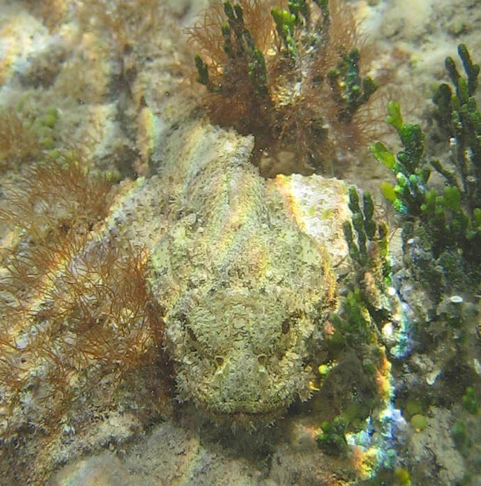 Scorpionfish eye-to-eye