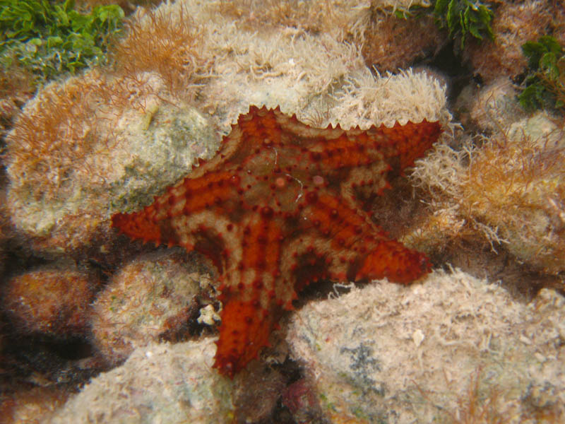 Special colored starfish