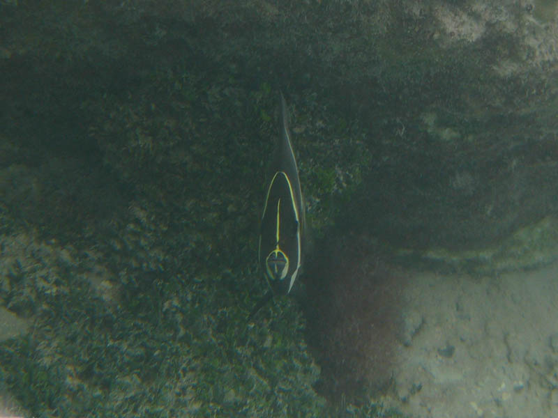 Eye-to-eye with a juvenile colored french angelfish