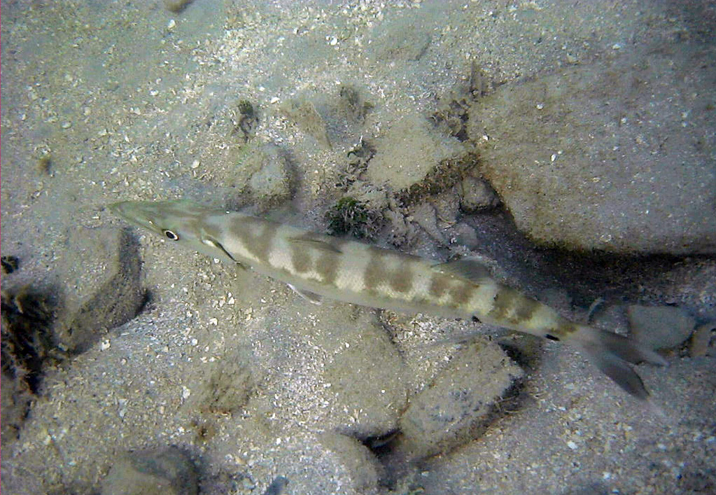 Young barracuda