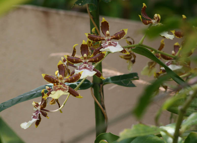 Orchid, Casa de Amistad (April 2008)
