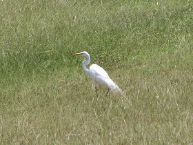 Great egret on a backyard in Bravos de Boston (April 2008) Great egret on a backyard in Bravos de Boston (April 2008)
