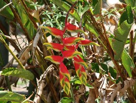 Lobster Claw - Heliconia rostrata (April 2008) Lobster Claw - Heliconia rostrata (April 2008)
