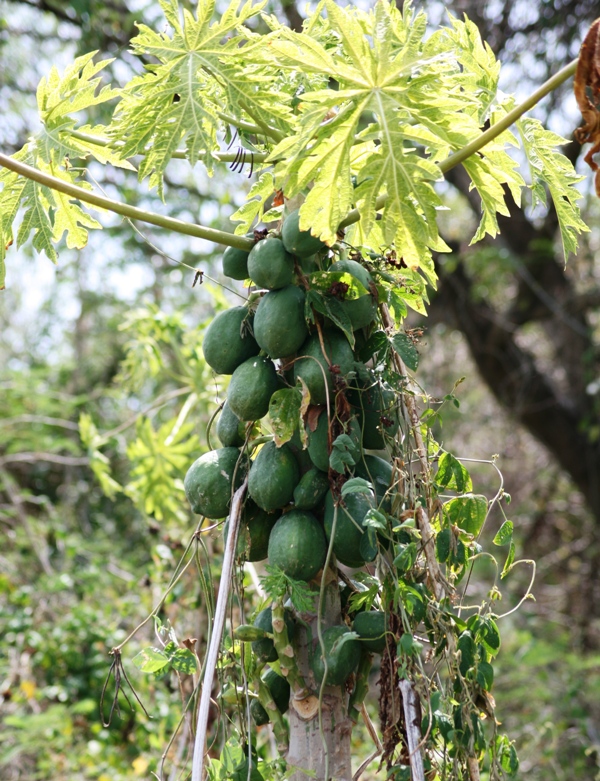 Papaya next to the route