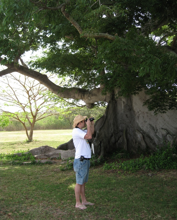 Ceiba - the oldest tree on the island picture 19159