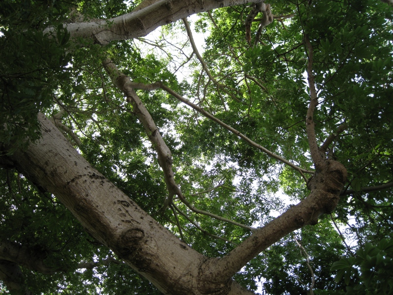 Ceiba - najstar strom na ostrove obrzok 19210