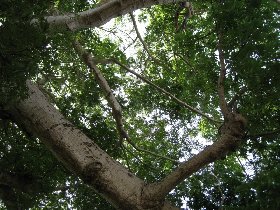 Ceiba - the oldest tree on the island (April 2008) Ceiba - the oldest tree on the island (April 2008)