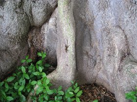 Ceiba - the oldest tree on the island (April 2008) Ceiba - the oldest tree on the island (April 2008)