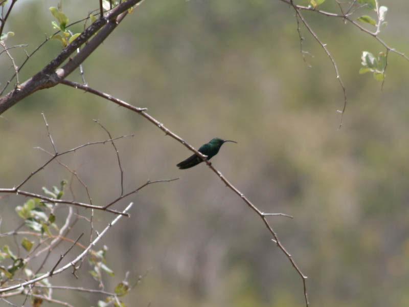 Bunkers and hummingbird picture 18968