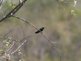 Bunkers and hummingbird (April 2008) Bunkers and hummingbird (April 2008)
