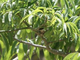 Nesting hummingbird (April 2008) Nesting hummingbird (April 2008)