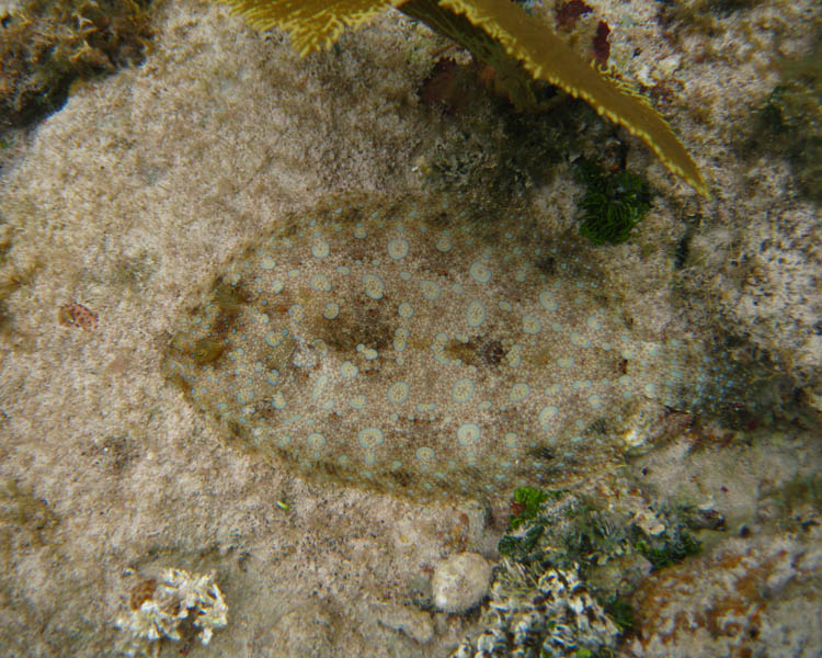 Flounder on the sea bottom