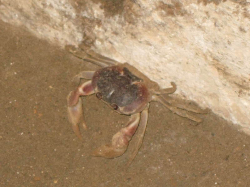 A ghost crab in dungeon