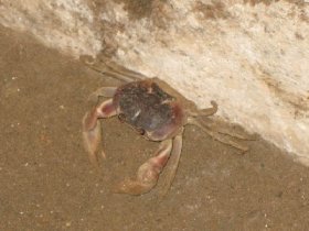A ghost crab in dungeon (April 2008) A ghost crab in dungeon (April 2008)