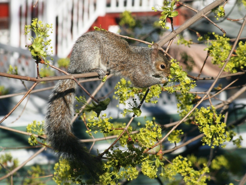Veverička za oknom (Apríl 2009)