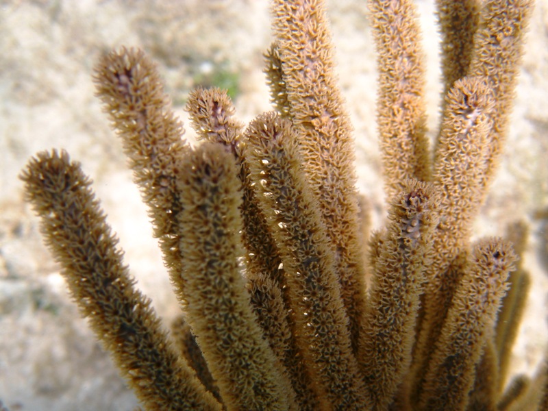 Black sea rod coral - the same type of coral as on the previous image, but with open polyps