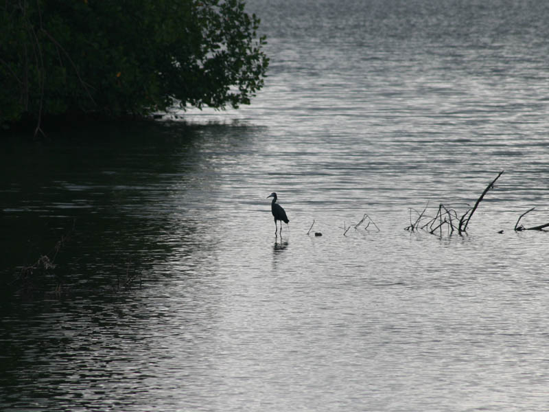 Heron at Kiani Lagoon