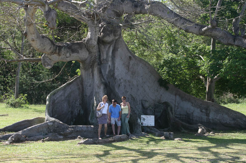 Over 300 years old ceiba tree