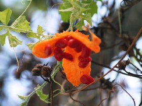 Oranžová bobuľa sa rozpukla (Apríl 2009) Oranžová bobuľa sa rozpukla (Apríl 2009)