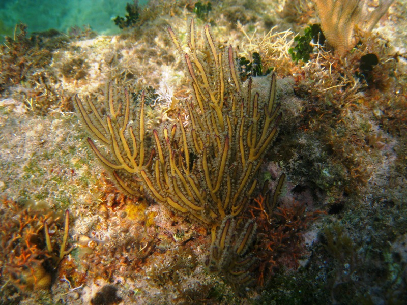 Grooved-Blade Sea Whip