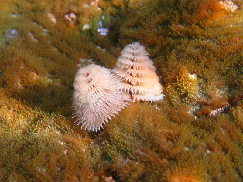 Christmas-tree worms on a coral