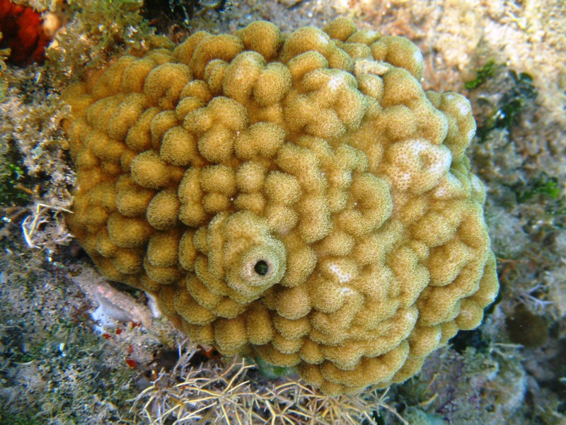 Tiny little fish Secretary Blenny (Acanthemblemaria maria) in a hole in the mustard hill coral (Porites astreoides)