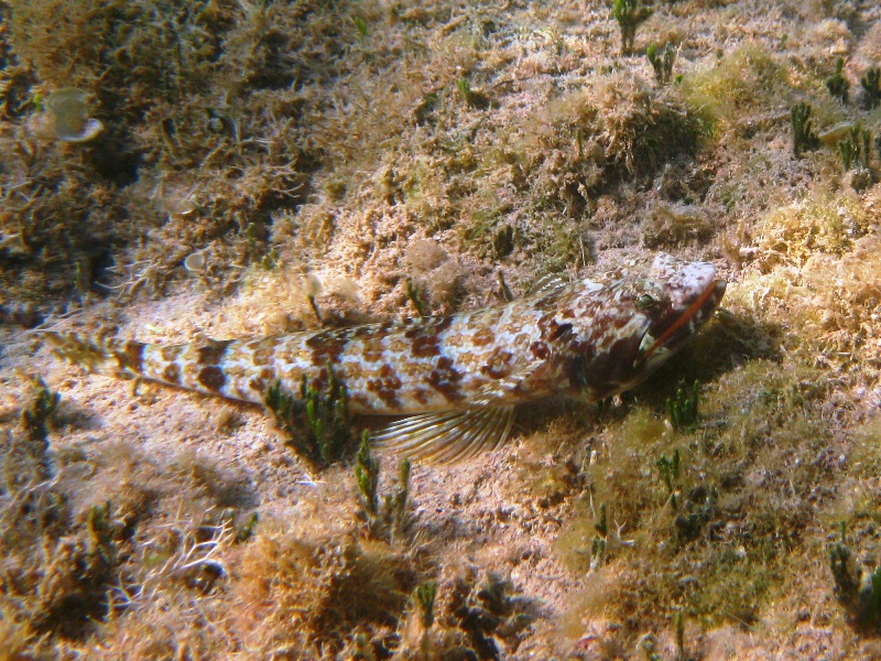 Sand diver