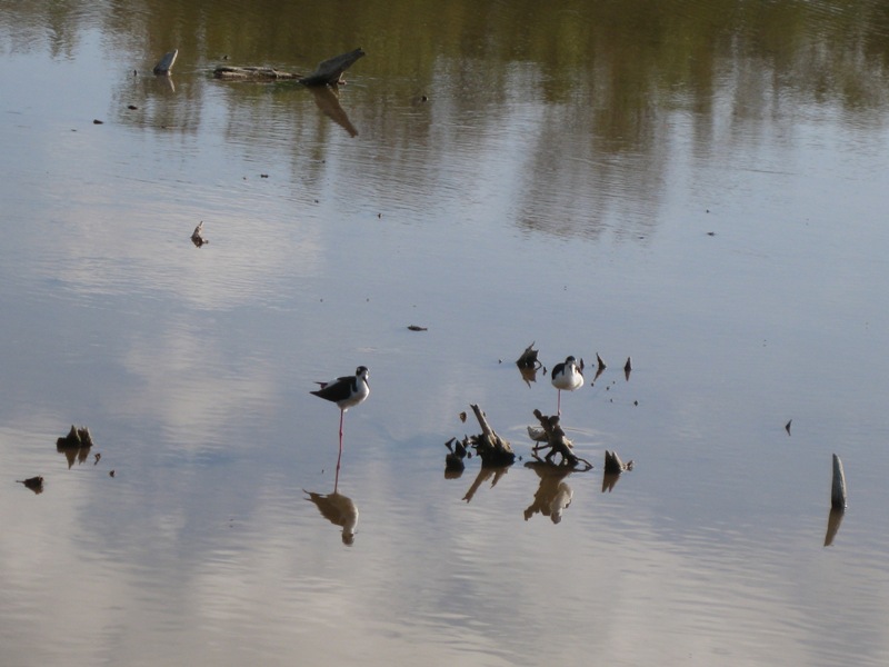 Birds at Laguna Arenas