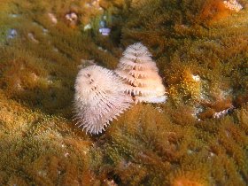 Christmas-tree worms on a coral (April 2009) Christmas-tree worms on a coral (April 2009)