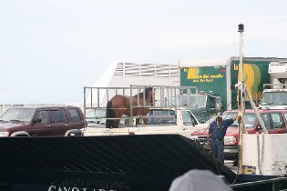 A horse on a truck, the truck on a ferry boat - it yet needs a rider on the horse back to make it perfect (April 2009) A horse on a truck, the truck on a ferry boat - it yet needs a rider on the horse back to make it perfect (April 2009)