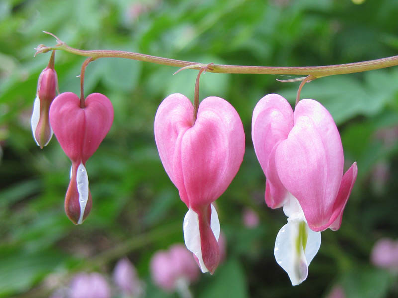 Dicentra spectabilis, New Jersey (May 2009)