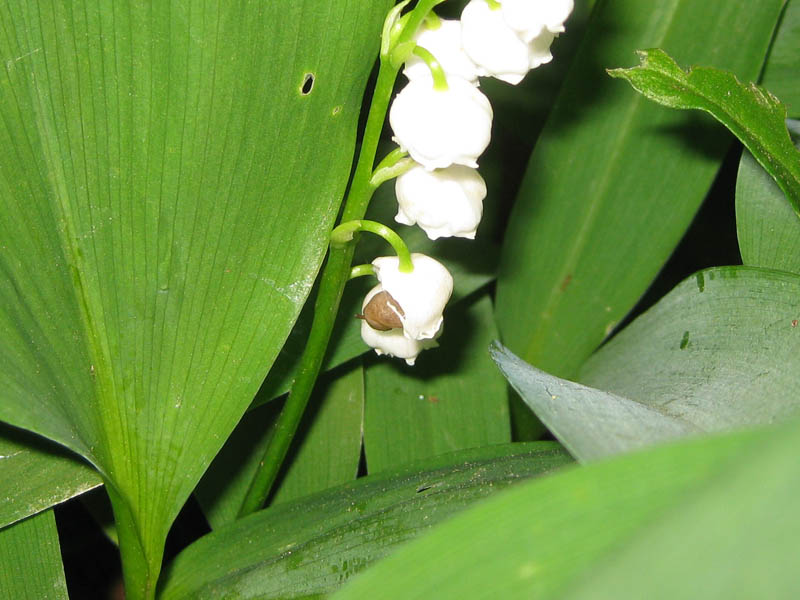 Slug feeding on the lily-of-the-valley flower