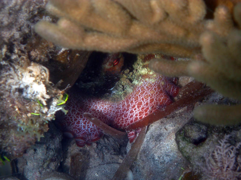 Caribbean reef octopus hidden in a lair under the rock