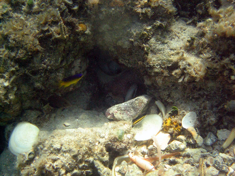 Hidden octopus