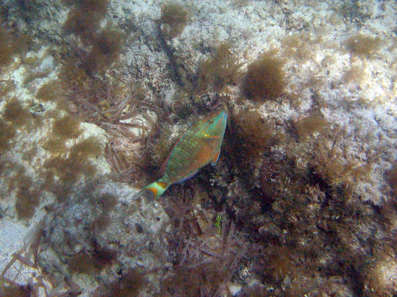 Stoplight parrotfish