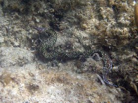Spotted Moray Eel - Gymnothorax moringa (August 2009) Spotted Moray Eel - Gymnothorax moringa (August 2009)