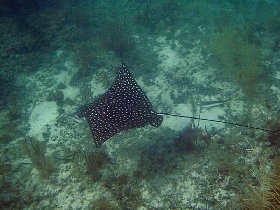 Spotted eagle-ray (August 2009) Spotted eagle-ray (August 2009)