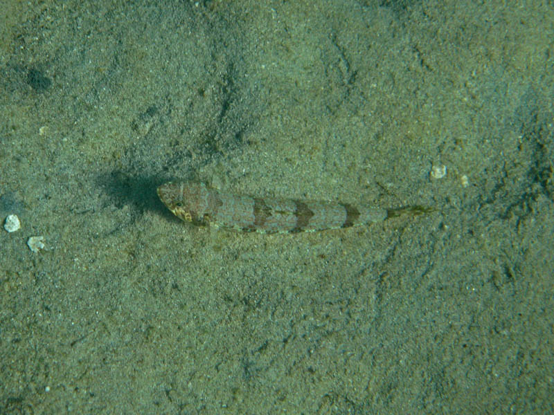 Sand diver lizardfish