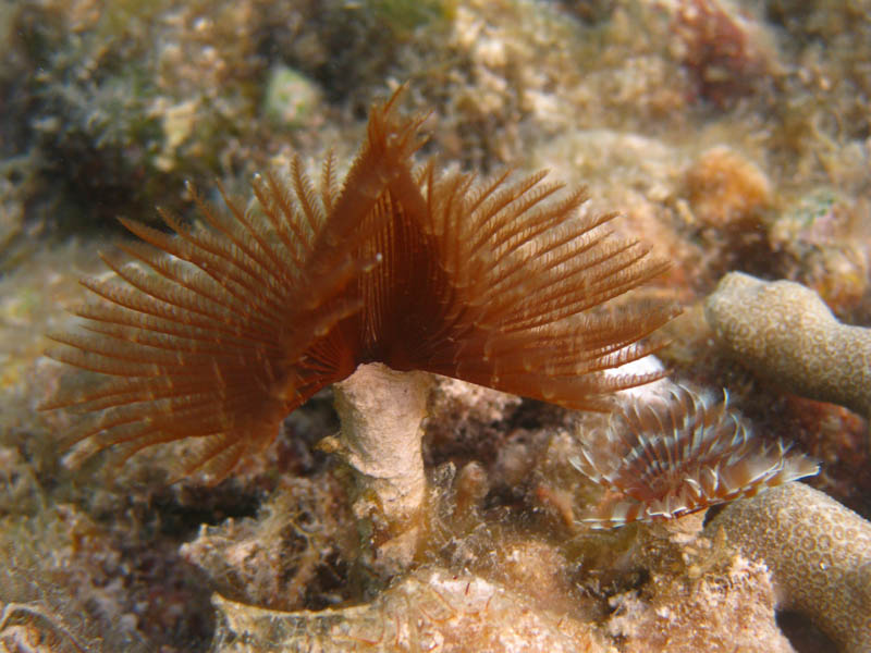 Feather duster worms