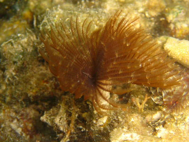 Feather duster worms (July 2009)