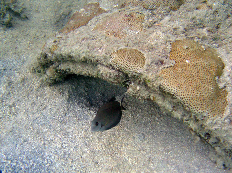 Mosquito Pier obrzok 21012