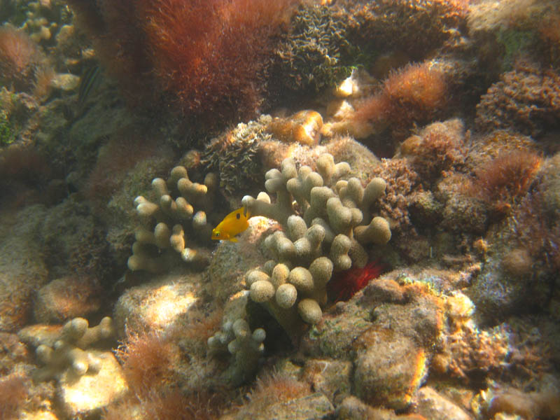 Jumenile Threespot Damselfish