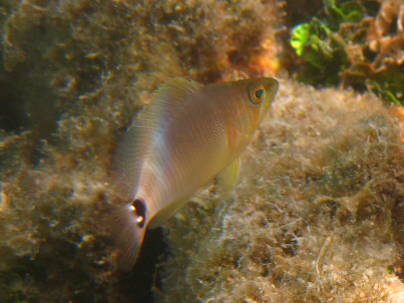 Hypoplectrus unicolor