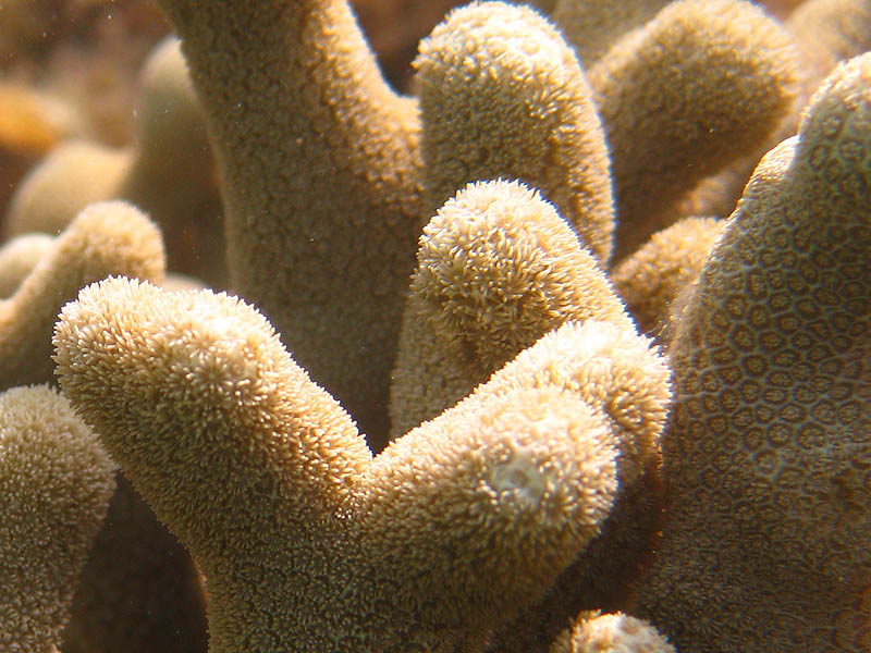 Spawning finger coral (Porites porites)