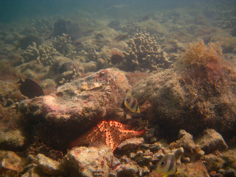 Mosquito Pier picture 21958