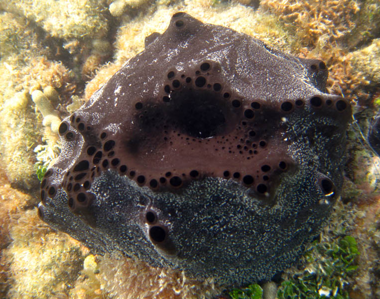 Black-Ball Sponge