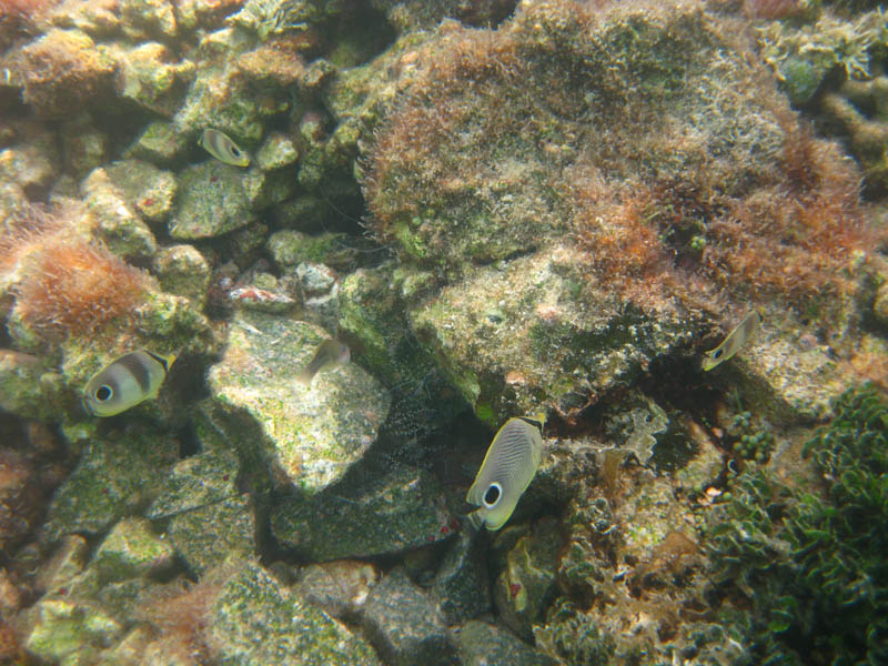 Mosquito Pier picture 21961